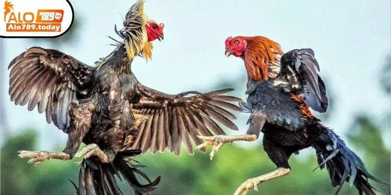 Đá Gà Alo789 - Tận Hưởng “Đấu Trường” Không Cần Ra Trường Gà