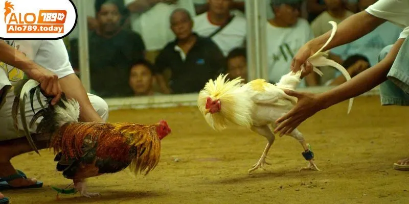 Đá Gà Cựa Tròn Là Gì? Luật Chơi Và Mẹo Đá Gà Cực Hay 2025